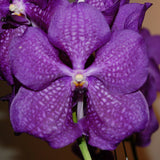 Vanda Pakchong Blue