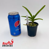 Vanda Pakchong Blue