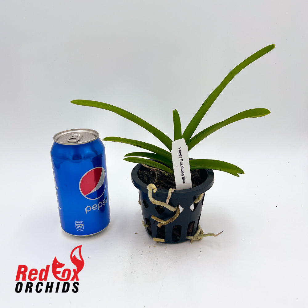 Vanda Pakchong Blue