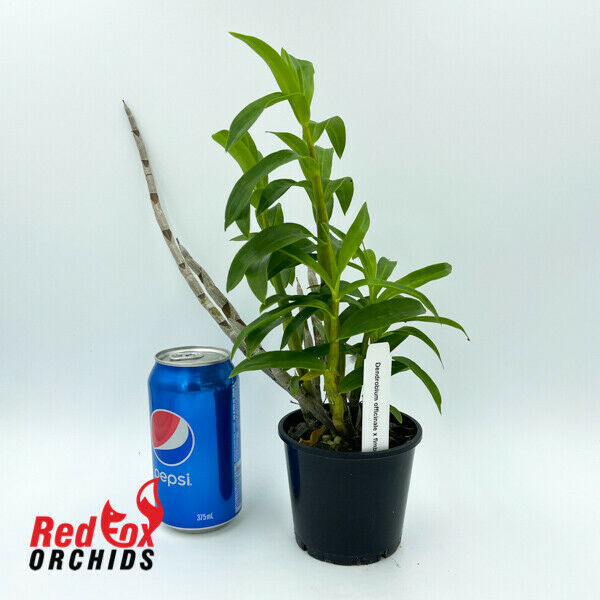 Dendrobium officinale x fimbriatum