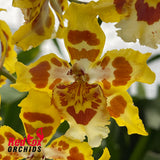 Wilsonara Ouroarvore 'Brazil'