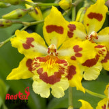 Wilsonara Ouroarvore 'Brazil'