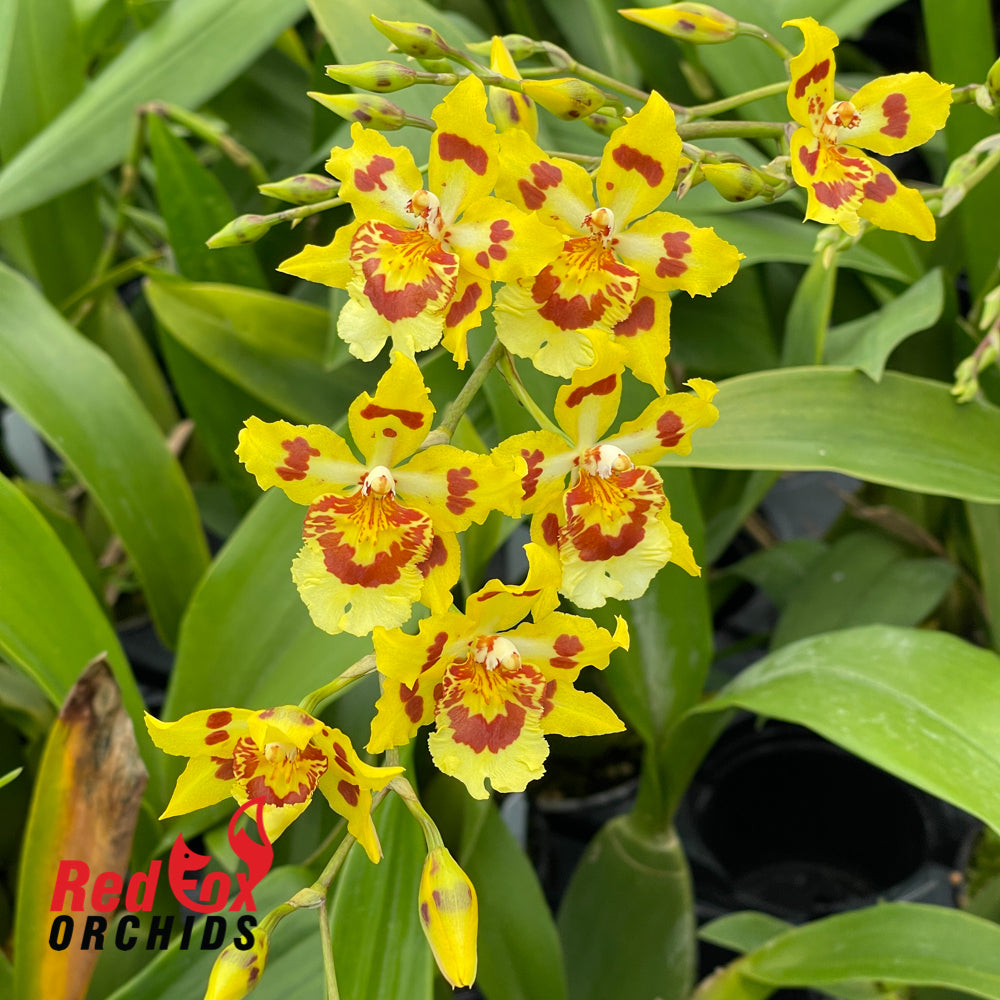 Wilsonara Ouroarvore 'Brazil'