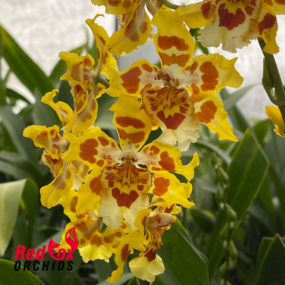 Wilsonara Ouroarvore 'Brazil'