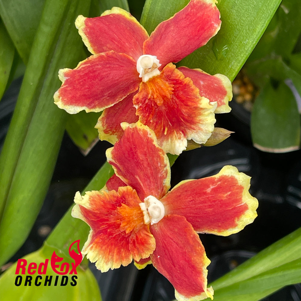 Burrageara Leopoldo 'Ancheta'