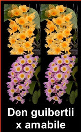 Dendrobium guiberti x amabile