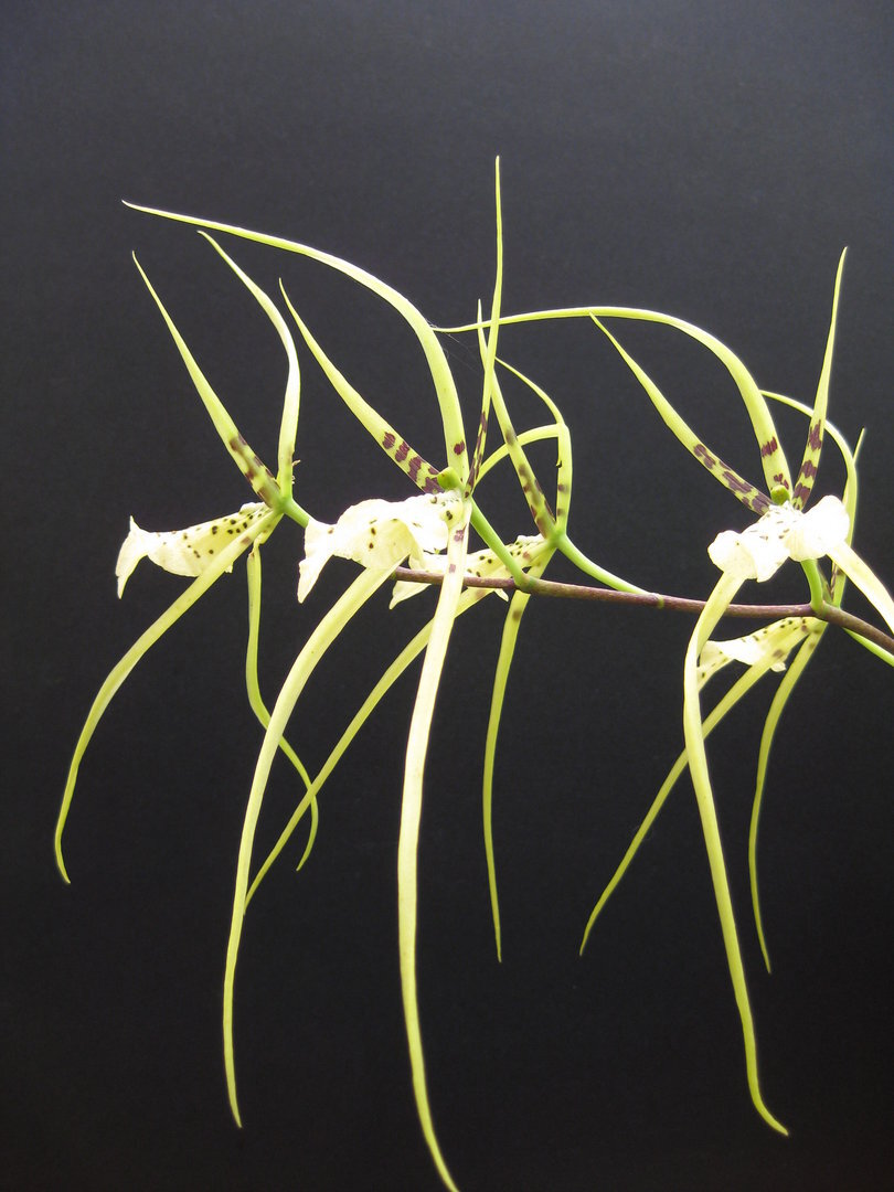 Brassia Rex 'Choice'