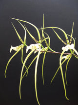Brassia Rex 'Choice'