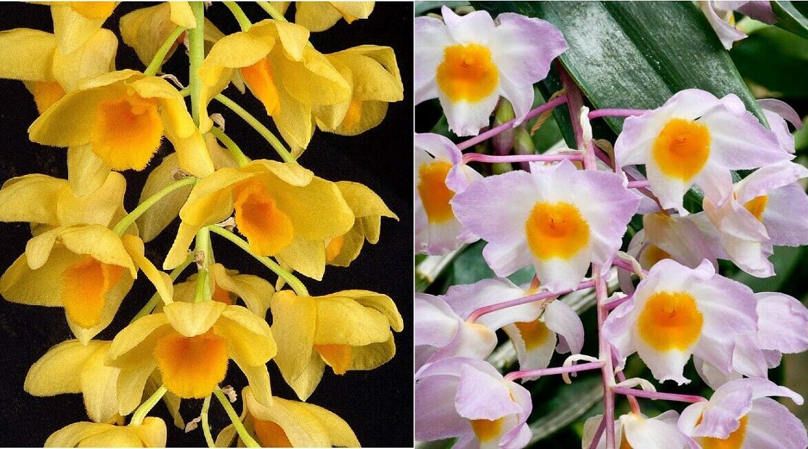 Dendrobium griffithianum x amabile