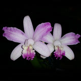 Cattlianthe Topaz Too Cute 'Lacy'