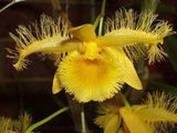 Dendrobium harveyanum
