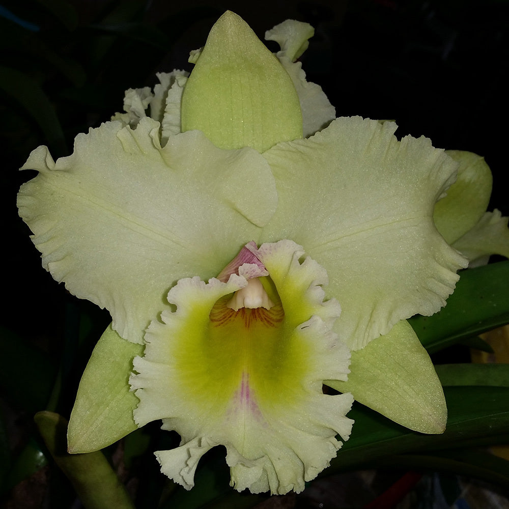 Rhyncholaeliocattleya (Ploenpit Golden Delight x Mahina Yahiro) 'Topaz Imperial'