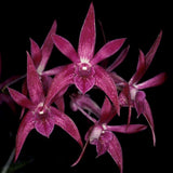 Dendrobium Gillieston Jazz ‘Lisa’