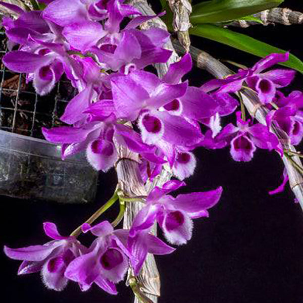 Dendrobium parishii 'Dark'