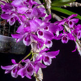 Dendrobium parishii 'Dark'