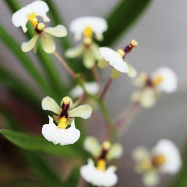 Ornithophora radicans