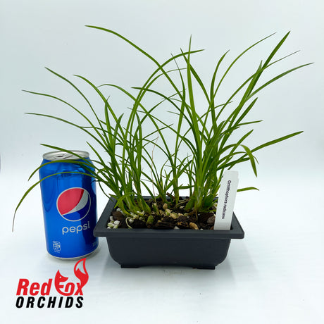 Ornithophora radicans