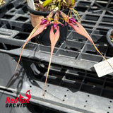 Bulbophyllum Cindy Dukes x baucoense