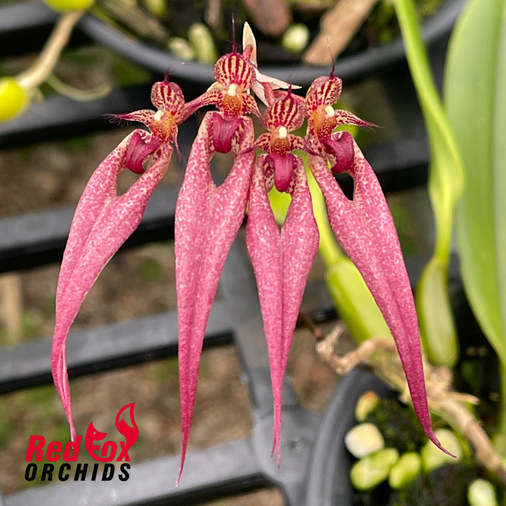 Bulbophyllum Cindy Dukes x baucoense