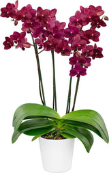 Phalaenopsis Scarlet Jubilee