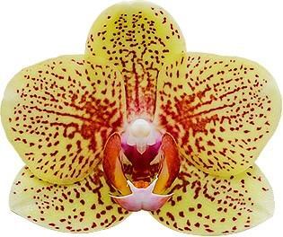 Phalaenopsis Sandcastle