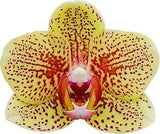 Phalaenopsis Sandcastle