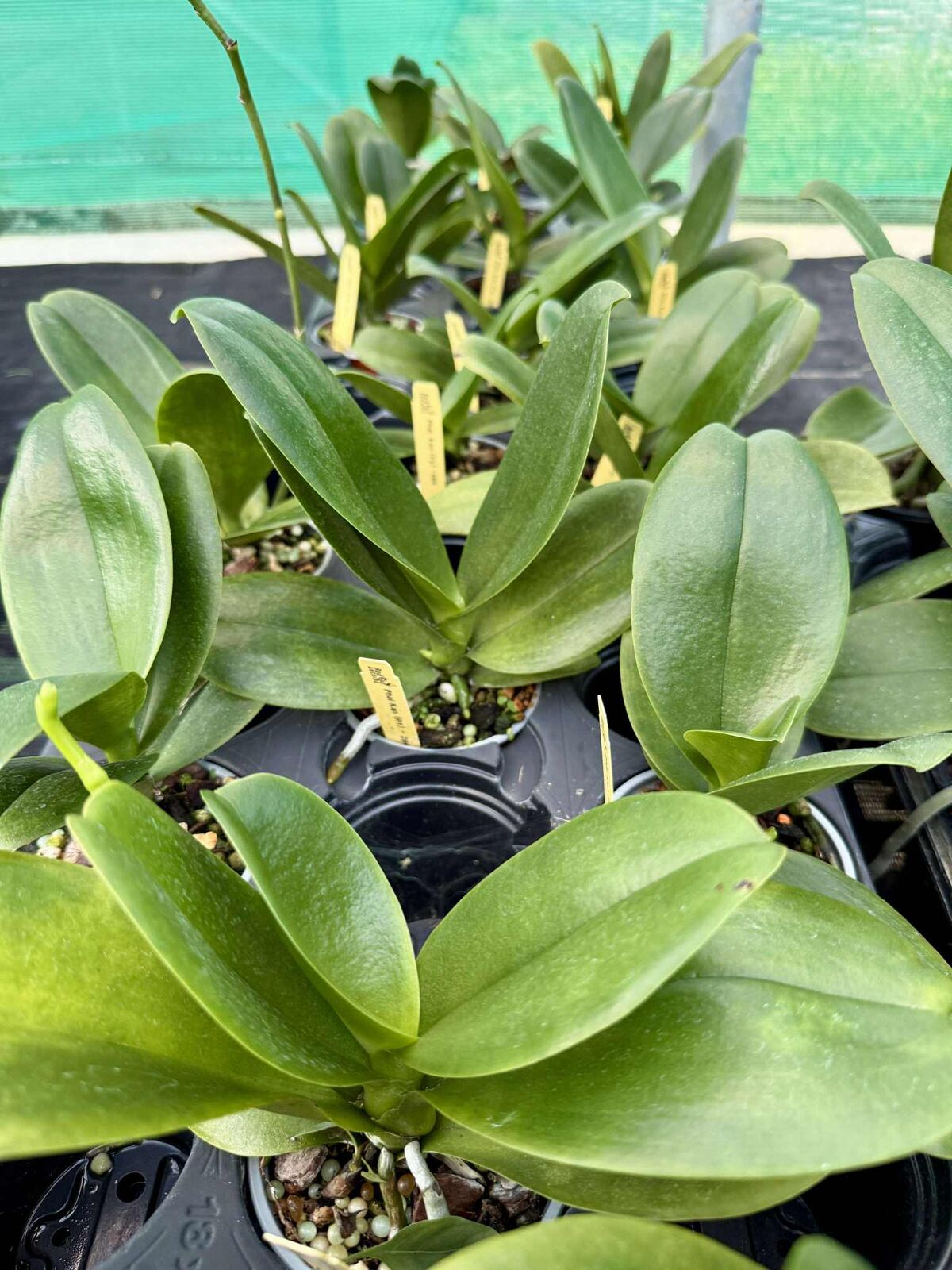 Phalaenopsis Kan (Py)