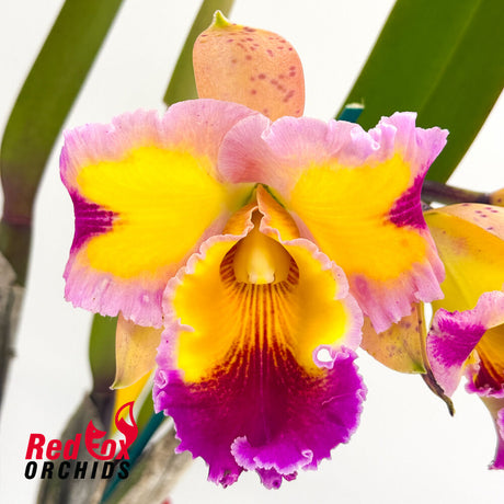 Rhyncholaeliocattleya Hawaiian Lightning 'Fiesta'