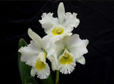 Rhyncholaeliocattleya Burdekin Wonder 'Lakeland'