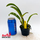 Laeliocattleya Mem. Robert Strait