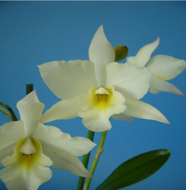 Jackfowlieara Appleblossom 'Hihimanu'