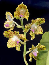 Phalaenopsis hygrochila