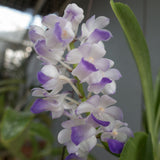 Rhynchostylis coelestis