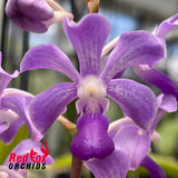 Rhynchostylis coelestis x Vanda luzonica