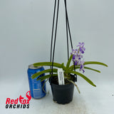 Rhynchostylis coelestis x Vanda luzonica