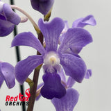 Rhynchostylis coelestis x Vanda luzonica