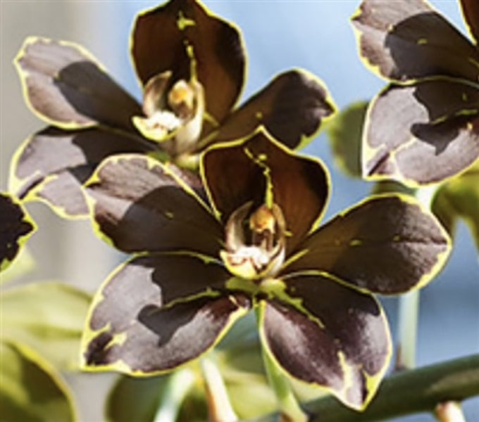 Grammatophyllum crownfox leopard 'PK'