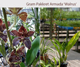 Grammatophyllum Pakkret Armada "Walrus'