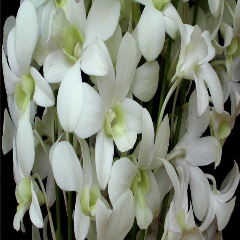 Dendrobium Orchid - Dendrobium Shavin White