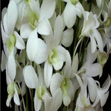 Dendrobium Orchid - Dendrobium Shavin White