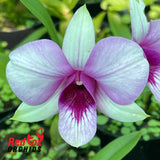 Dendrobium Apichart Rainbow x bigibbum 'Compactum'