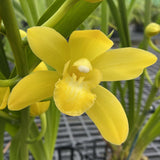 Cymbidium 'Amarillo'
