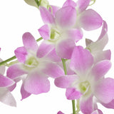 Dendrobium Sakura Pink