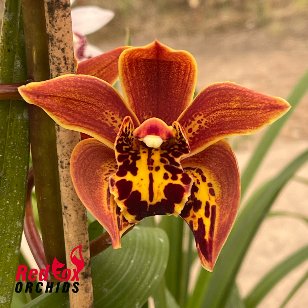 Cymbidium Barbara Navarrete