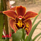 Cymbidium Barbara Navarrete