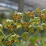 Grammatophyllum Pakkret Leo 'Winter'