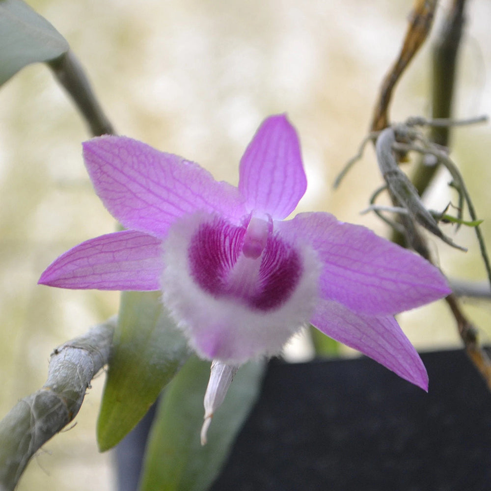 Dendrobium Mackay Parish