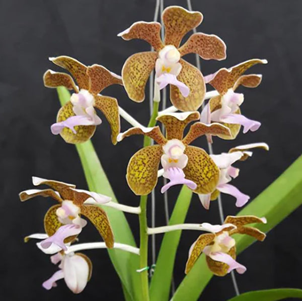 Vanda helvola