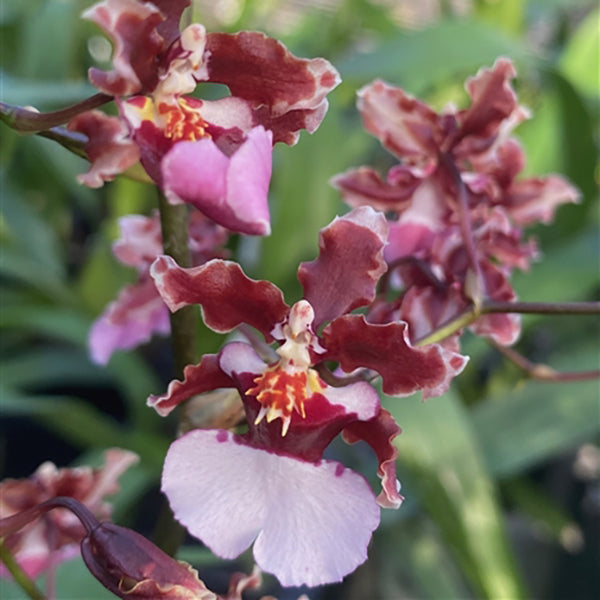 Oncidium Ruth's Rainbow 'Over The Rainbow'
