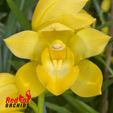 Cymbidium 'Selva Oro'